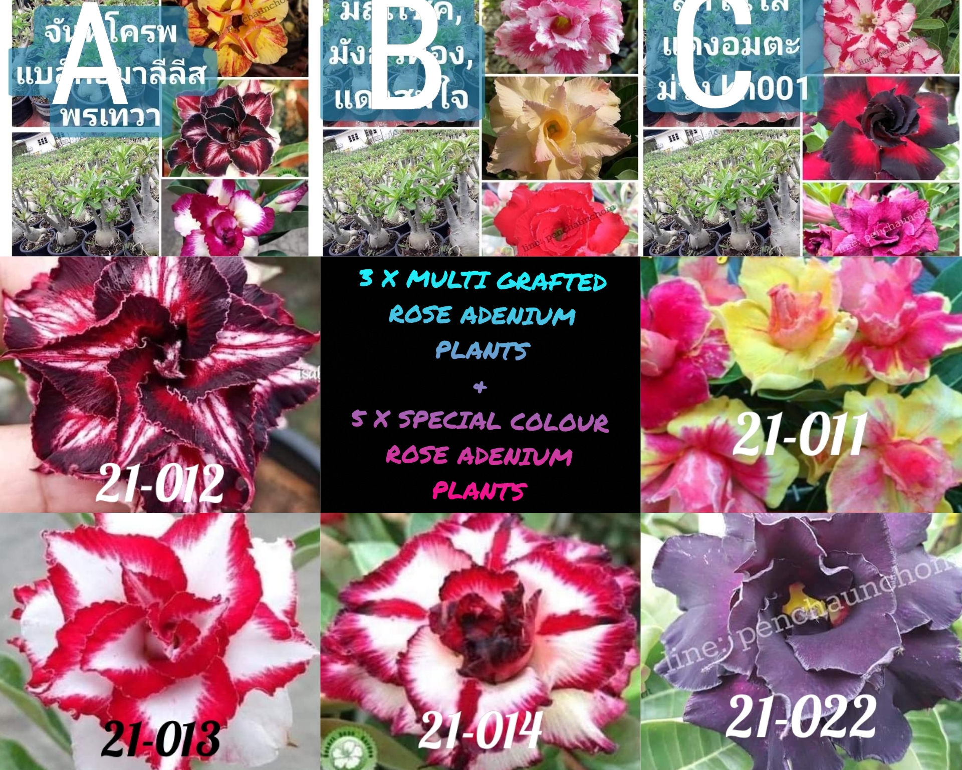 2021 Pre-Order Set of 3 Multi-grafted plants & 5 Special flower plants.